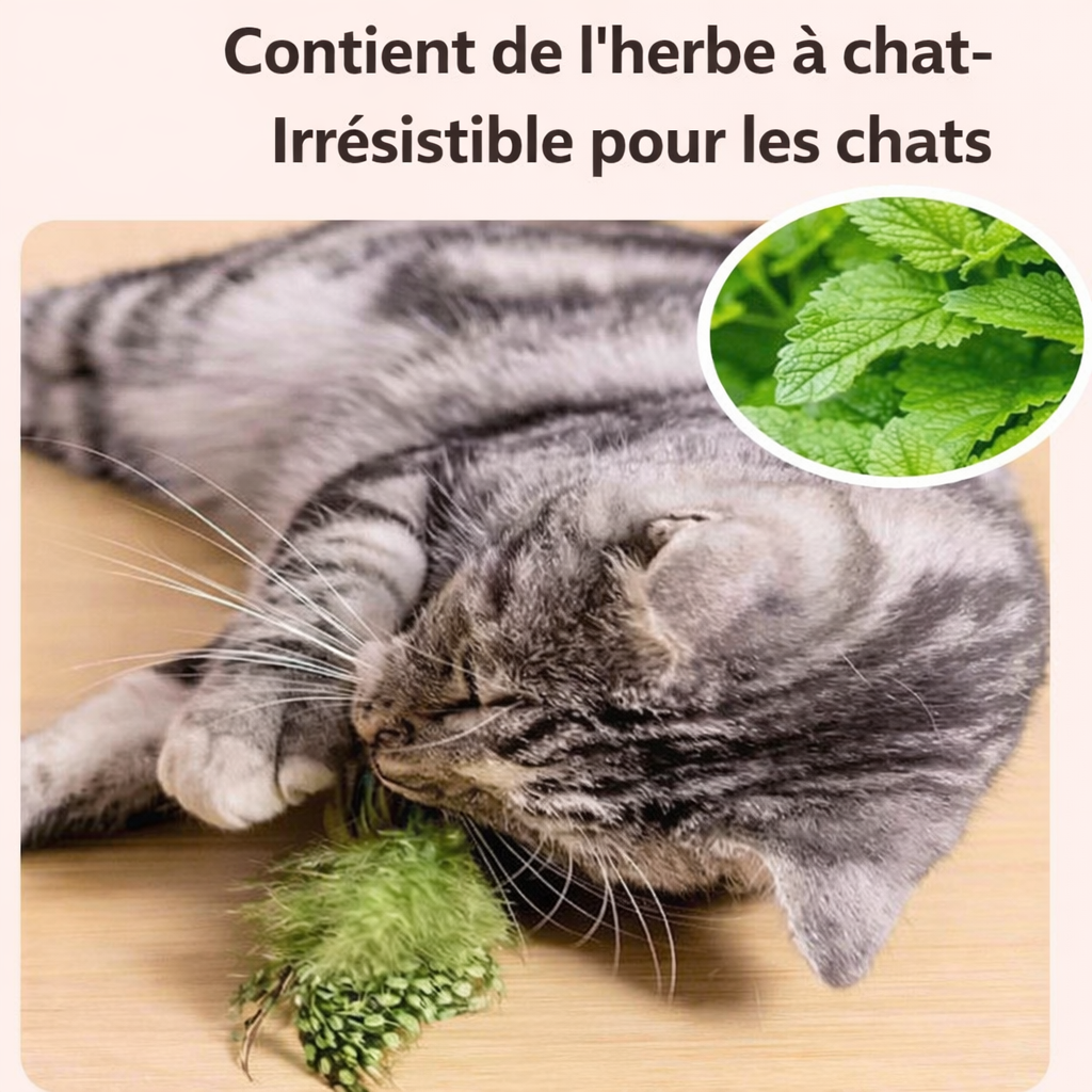 Article comprenant de l'herbe à chat