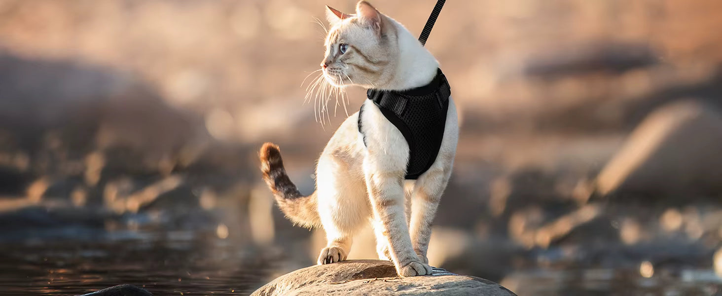 Harnais ajustable et confortable pour chat