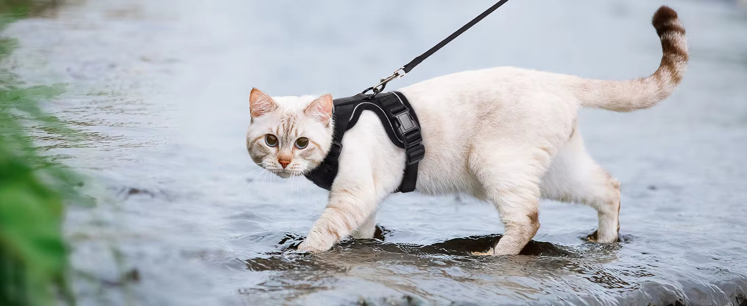 Harnais de promenade sécurisé pour chat