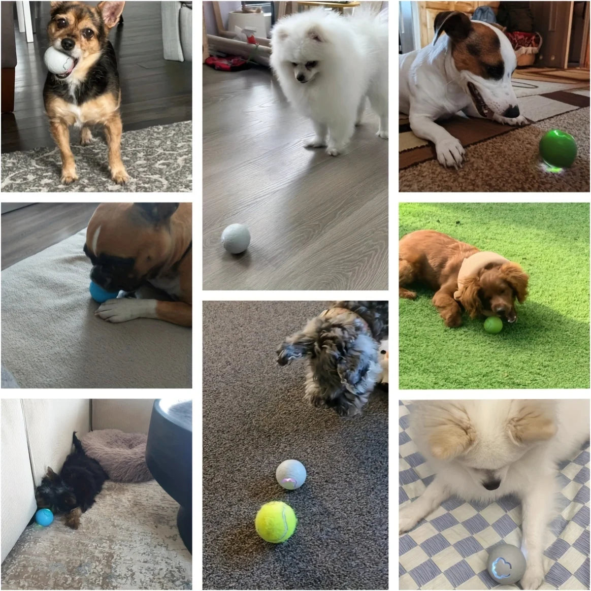 Avis clients de leurs chiens